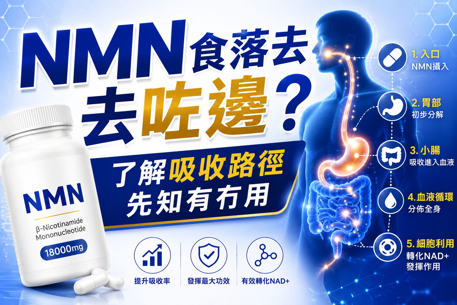 NMN食落去去咗邊?了解吸收路徑先知有冇用