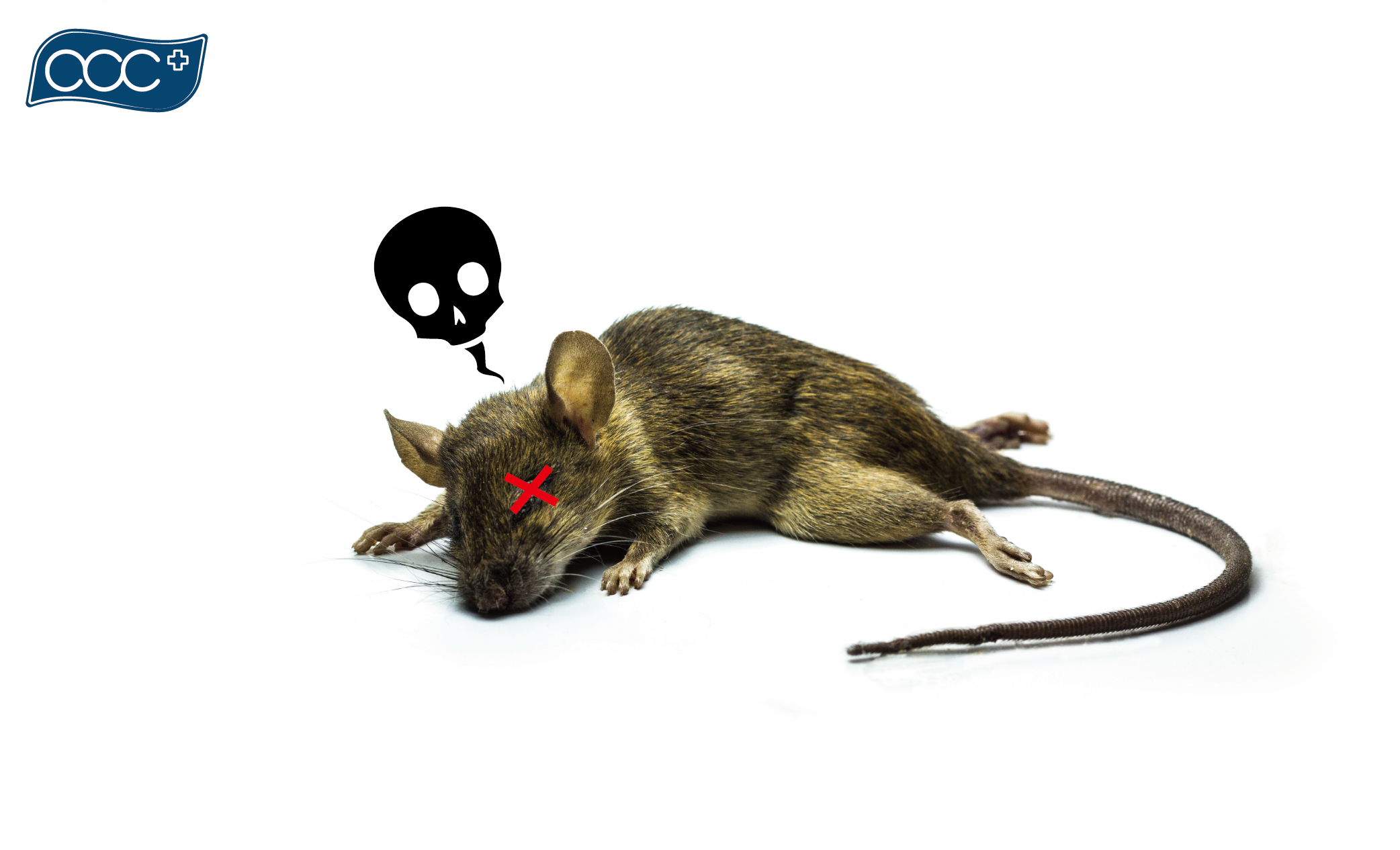 acc+引進德國巴斯夫一錠鼠®,與香港市民共同滅鼠!