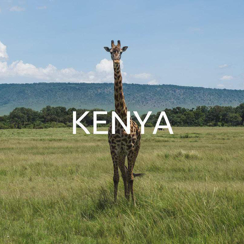 Global Tree Planting Program