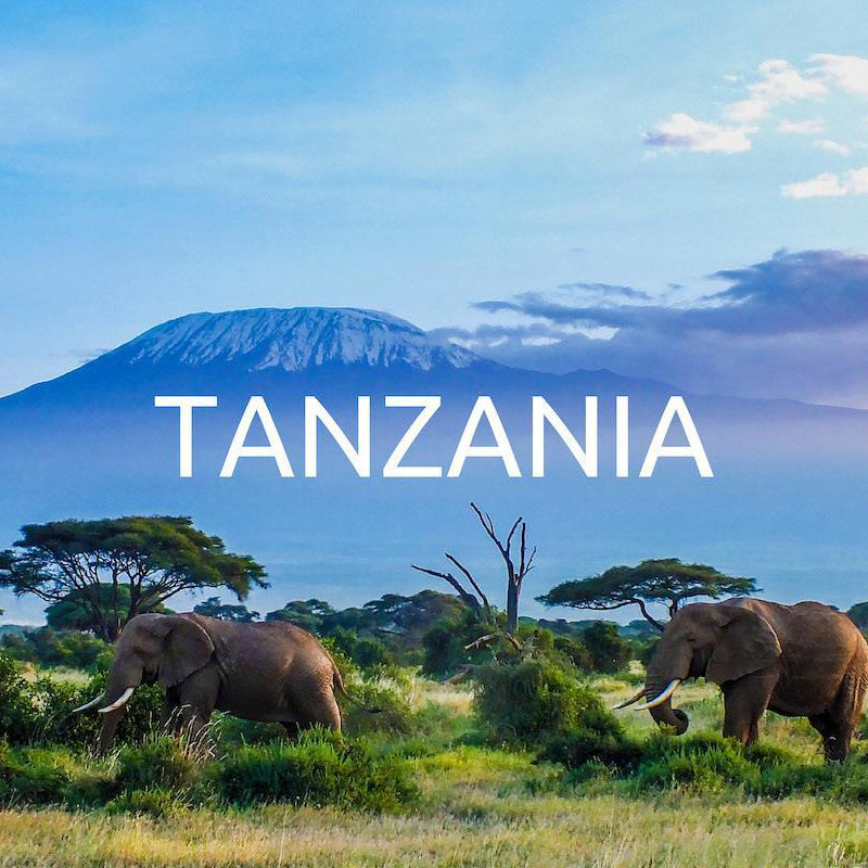 Global Tree Planting Program