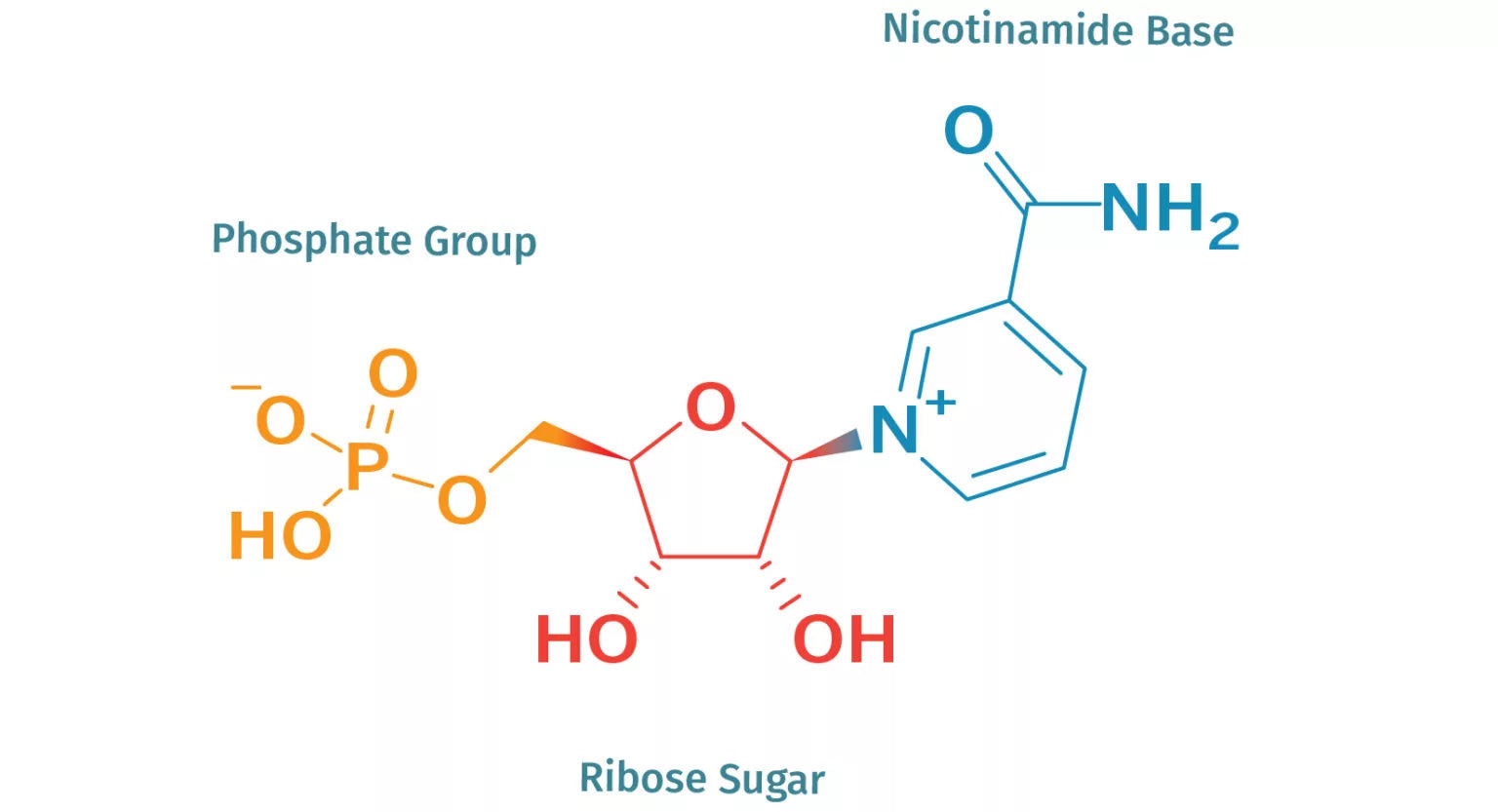 川御NMN (β-Nicotinamide Mononucleotide)